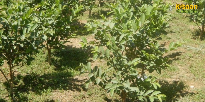 जानिए वैज्ञानिक विधि से नया बगीचा लगाने के तरीके के बारे में